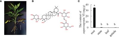 Transcriptome analysis reveals that jasmonic acid biosynthesis and signaling is associated with the biosynthesis of asperosaponin VI in Dipsacus asperoides